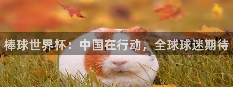世界杯亚洲区预选赛赛程表：棒球世界杯：中国在行动，全球球迷期待